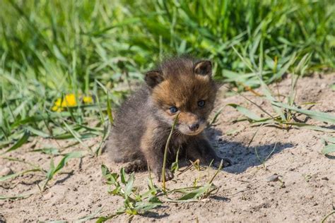 Top 120 Baby Fox Animal