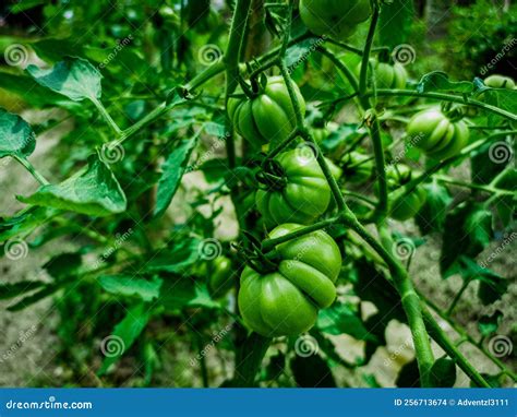 Brandywine Tomato Natural Fruit Vegetable Flora In The Garden Stock