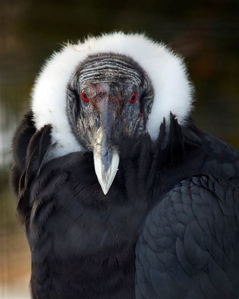 Andean Condor Connecticuts Beardsley Zoo