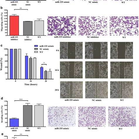 overexpression of mir 335 inhibits cell migration and invasion a b download scientific