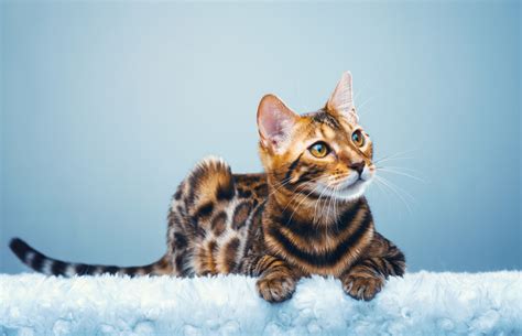 Top 10 Most Popular Cat Breeds In The Us Facty