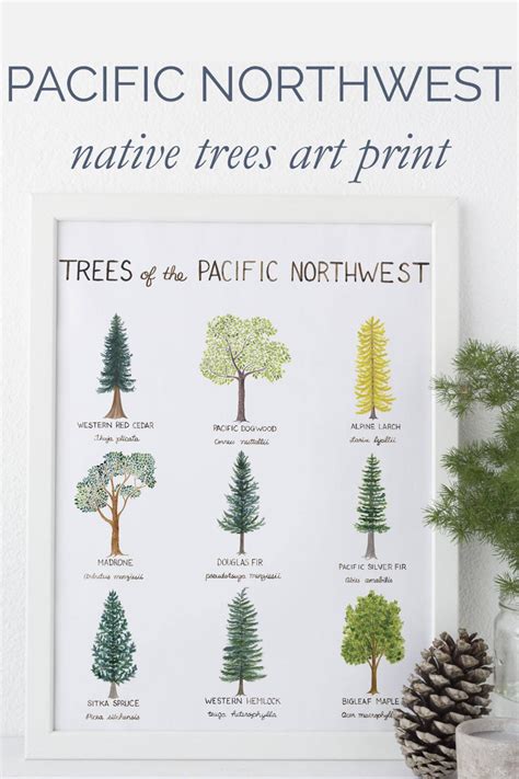 Pacific Northwest Trees Art Print Washington State Art Trees Art