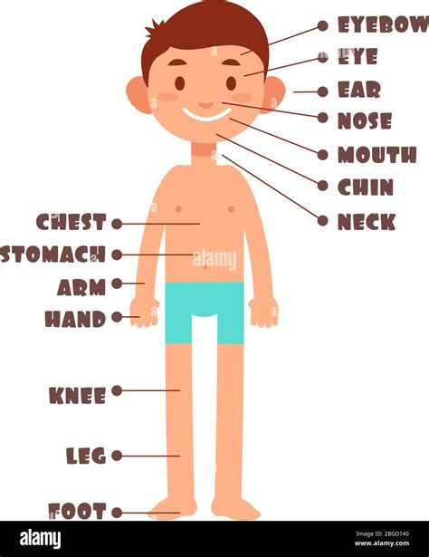Cartoon Junge Kinder Körperteile Mit Englischen Vokabeln Vektor Set