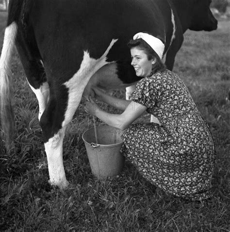 Farmer S Wife Milking A Cow Photo12 Imagebroker Voller Ernst Hermann Fuss