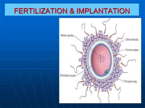 02 Fertilization And Implantationppt