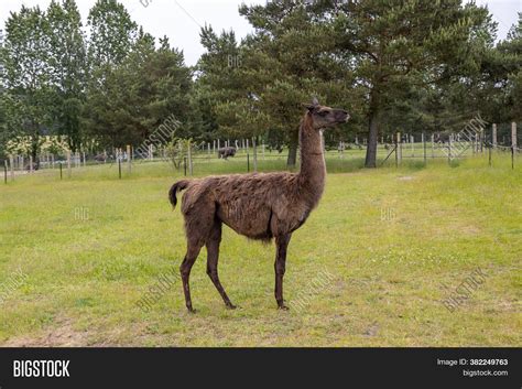 Large Brown Llama Image And Photo Free Trial Bigstock
