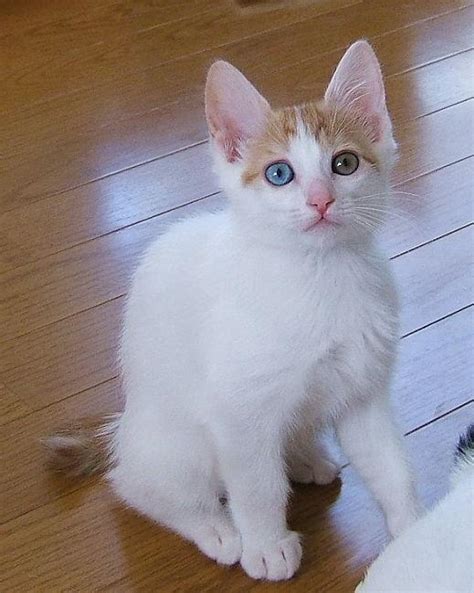 Japanese Bobtail Cat Breeders Canada Cats Blog
