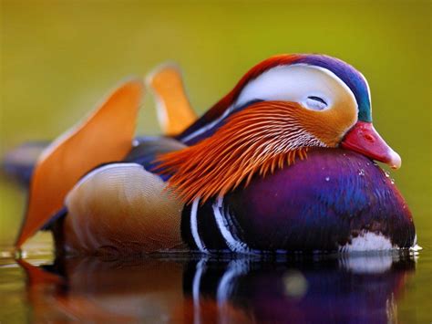 Mandarin Duck The Most Colorful Duck In The World Mandarin Duck