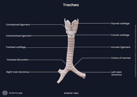 Trachea Encyclopedia Anatomyapp Learn Anatomy 3d Models