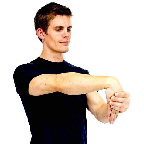 Back Of The Forearm Muscles List Anatomy Exercise Mobile Physio