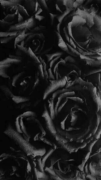 Black Roses Flower Frenzy Black Roses Wallpaper Black