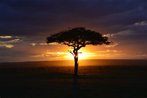 Africa Kenya Tree Sunset Savannah Regeneration International