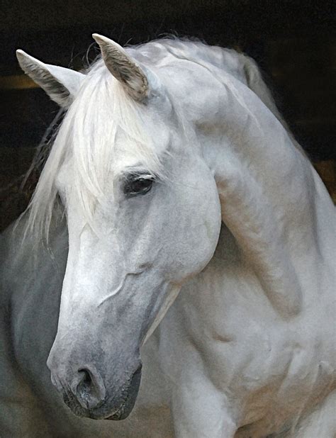 Horse Face Profile The Windflower Weekly Tica My Andalusian Mare