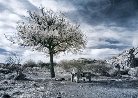 Solitary Tree In Infrared And Bench Jackobos Photoblog