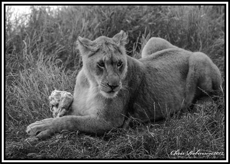 Lion With A Bone At The Zoo Took A Sweet Picture Of A Lion Flickr