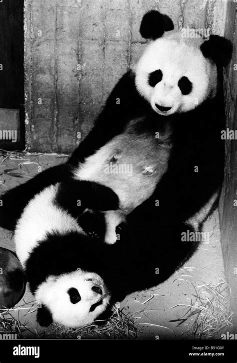 1980s Panda Bears Hi Res Stock Photography And Images Alamy