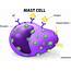 Mast Cell Activation  You Are The Healer