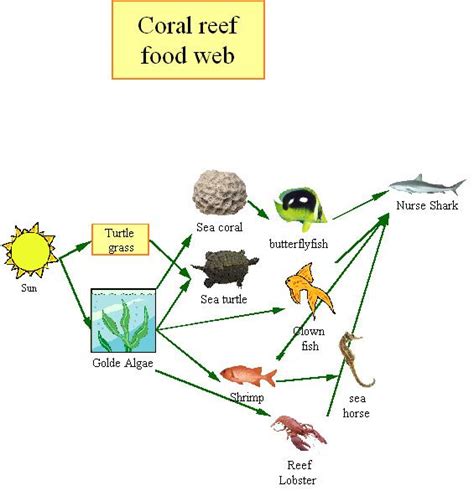 Great Gigs Coral Reef Food Chain Pictures Coral Reef Food Web Coral