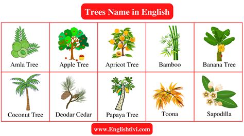 Tree Names In English With Pictures Englishtivi