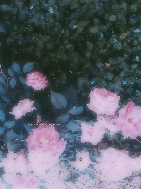 Flower Aesthetics 2 Flowers Pink Roses Hd Phone Wallpaper Peakpx