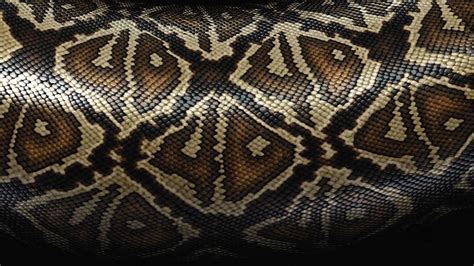 Find images of snake skin. Snake skin background Wallpaper | (133530)