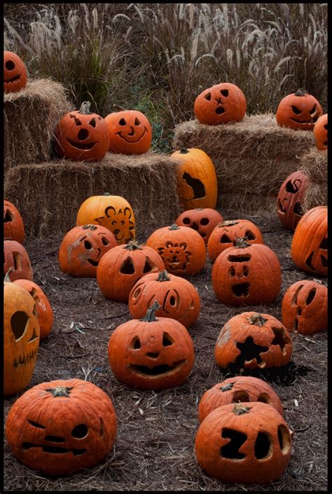 Pumpkin Patch At Spooktacular At Jacksonville Zoo And Gardens In Florida