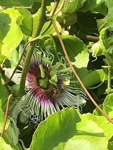 Purple Passion Fruit Vine Passiflora Edulis 20 Seeds