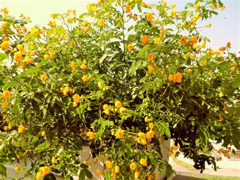 Piante grasse fiorire con fiori arancioni. Ha Fiori Gialli A Grappolo Iper
