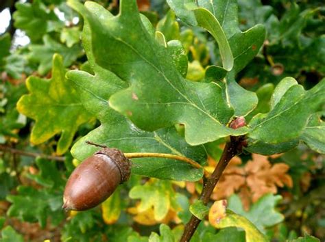 Quercus Robur English Oak Identification Guide