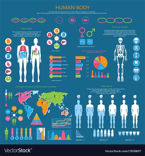 Human Body Detailed Infographic With Statistics Vector Image
