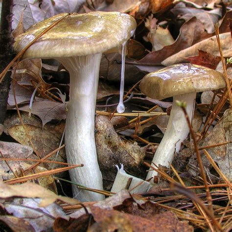 Mushrooms Of Fort Valley Virginia Late Autumn Harvest Hygrophorus