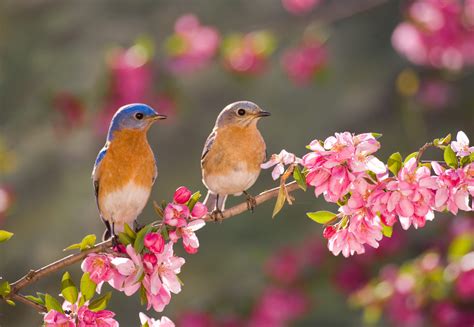 Love Birds? Attract Them to Your Garden with These 5 Foods!