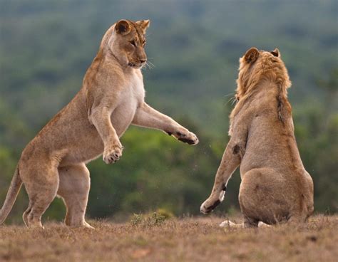 African Lions | WWF