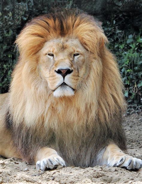 Lion Lion Au Zoo De La Palmyre Le Parc Zoologique De La Pa Flickr