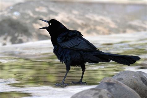 S A S Common Critters Grackles May Be San Antonios Most Hated Bird