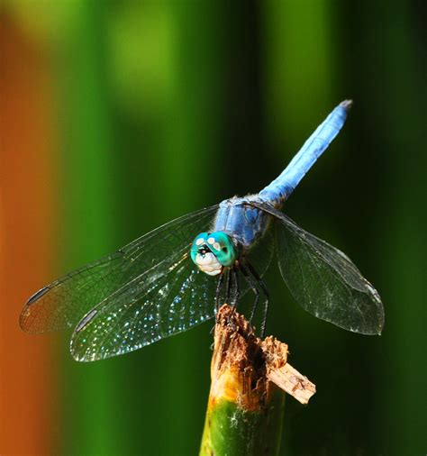 Blue Dragonfly In A Green And Brown World On The Advise Of Flickr