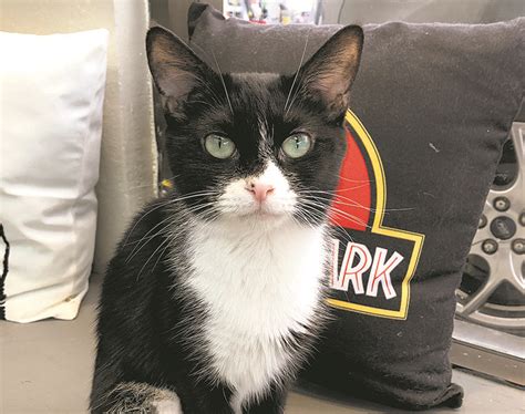 So in comes hawaii cat cafe, a cute little place right past the northeast side of waikiki, right across the street from the waikiki kapahulu library and next to the texaco gas station and subway. Hawai'i Cat Cafe opens in Honolulu | Honolulu Star-Advertiser