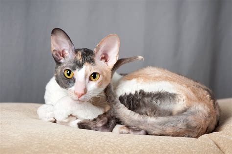 Everything To Know About The Cornish Rex Cat Prettylitter