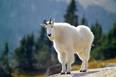 Funny Goat Wallpapers Top Free Funny Goat Backgrounds Wallpaperaccess