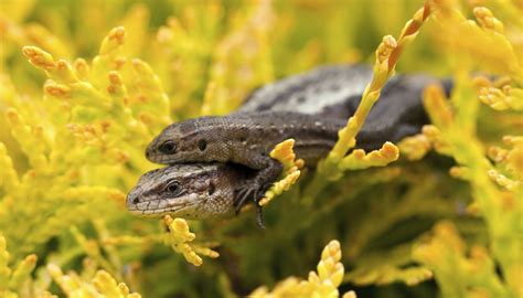 How Do Reptiles Reproduce Sciencing