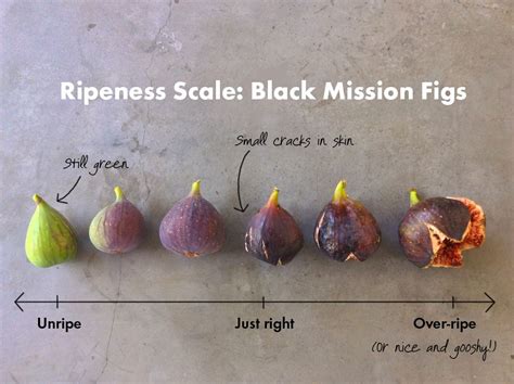 How To Pick The Perfect Fig Fig Recipes Fruit Fig