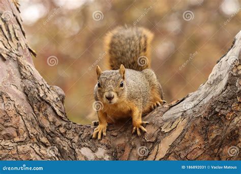 Portrait Of Fox Squirrel Sciurus Niger Sitting On Tree Branch