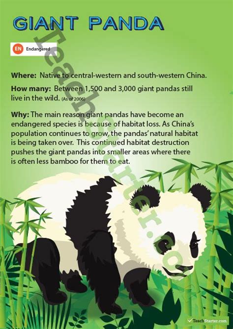 Giant Panda Endangered Animal Poster Endangered Animals Endangered