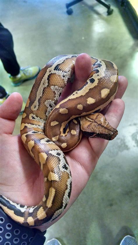 I'm in love with this little blood python at work : snakes