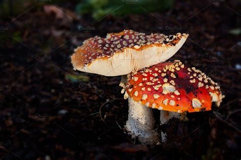 Two Mushrooms With Red And Yellow Speckles On Them Sitting In The