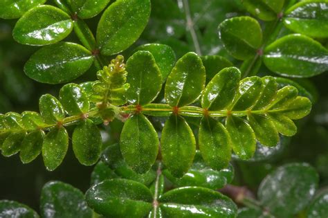 Glossy Leaves Of Evergreen Plant Zanthoxylum Myriacanthum Zanthoxylum