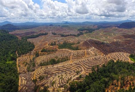 Betahita 10 Provinsi Kaya Hutan Di Indonesia Terus Alami Deforestasi