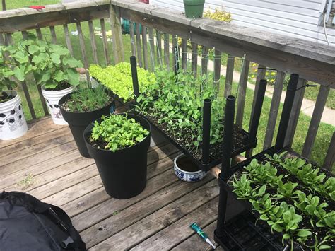 My Deck Garden Is Producing Lettuce And Herbs Gardening