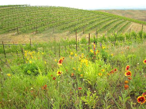 Vineyard Natural Habitats Assist With Butterfly Comeback Wsu Insider