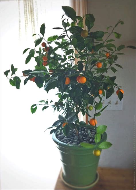Growing Calamondin Orange Trees Indoors Citrus Growing Tips Citrus